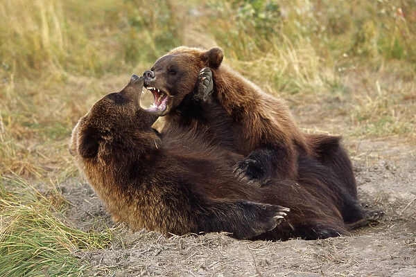 Adolescent Brown Bears Wrestling Together Captive Alaska Wildlife Conservation Center Autumn
