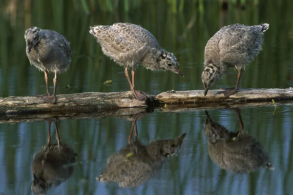 Adolescent Gull Chicks On Log Potter Marsh Sc Ak Summer Wildlife Refuge