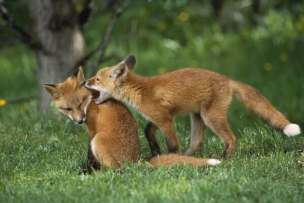 Adolescent Red Fox Play Together Elmendorf Ak Sc Summer Golf Course