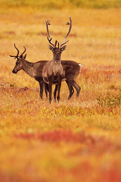 Adult Caribou In The Fall Colours Of The Dempster Highway, Yukon
