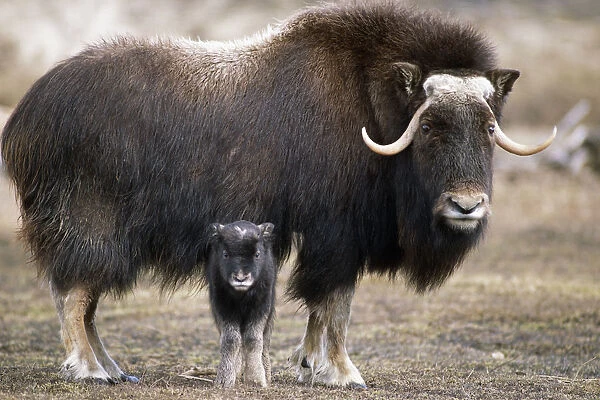 An Adult Musk Ox And Calf Standing At The Alaska Wildlife Conservation Center Near Portage Southcentral Alaska During Spring