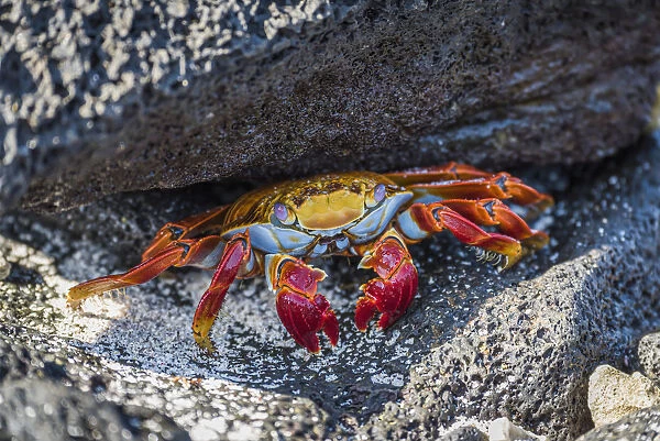 Adult Sally Lightfoot Crab (Grapsus Grapsus) Under Grey Rock; Galapagos Islands, Ecuador