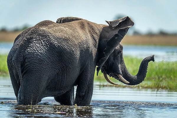 African bush elephant flaps ears in river