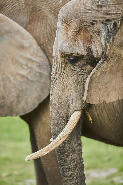 African bush elephant portrait