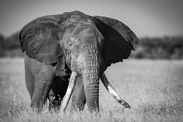 African bush elephant stands in grass