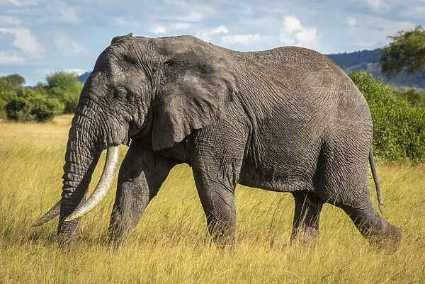 African bush elephant walks through long grass