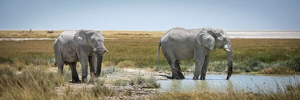 African bush elephants drinking at waterhole, Etosha National Park, Otavi, Oshikoto, Namibia