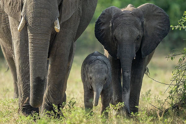 Three African bush elephants walk towards camera