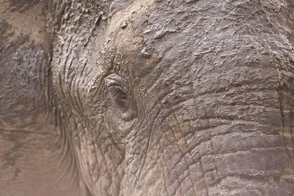 African Elephant (Loxodonta Africana), Arathusa Safari Lodge, Sabi Sand Reserve, Mpumalanga, South Africa, Africa