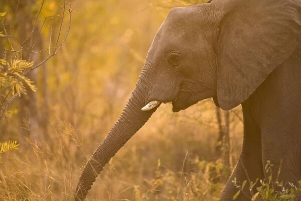 African Elephant (Loxodonta Africana), Arathusa Safari Lodge, Sabi Sand Reserve, Mpumalanga, South Africa