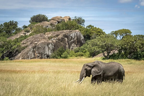 African elephant walks past kopje in grass, Serengeti, Tanzania