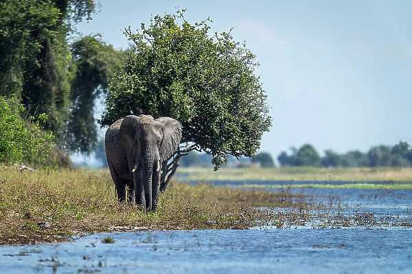 African elephant walks beside river in sunshine