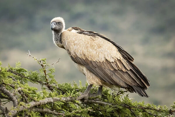 African white-backed vulture atop tree looking down, Serengeti, Tanzania