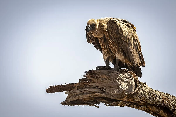 African white-backed vulture perched on a dead branch