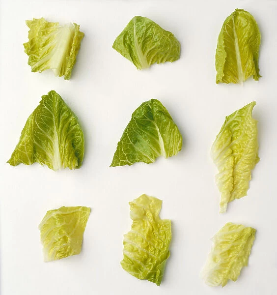 Agriculture - Closeup of chopped Romaine lettuce pieces on a white surface, studio