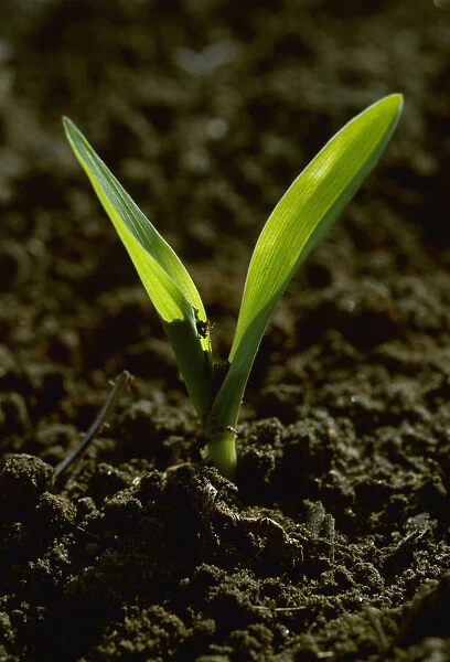 Agriculture - Closeup of a grain corn seedling in a conventionally tilled field  /  Arkansas, USA