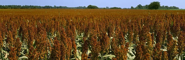 Agriculture - Crop of mid mature grain sorghum (milo), ready for harvest  /  Des Arc, Arkansas, USA