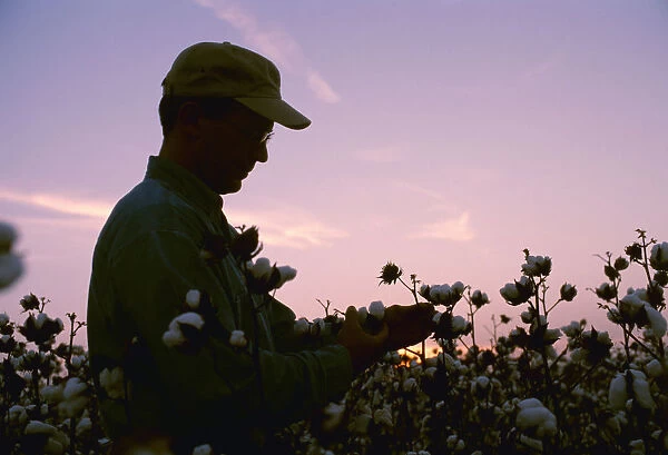 Agriculture - A farmer  /  grower inspects his mature cotton crop prior to harvest at sunset  /  Arkansas, USA