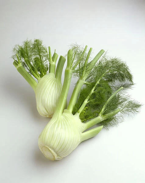 Agriculture - Fennel, on white