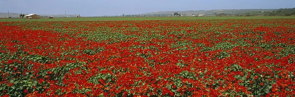 Agriculture - A field of commercially grown Nasturtiums  /  Lompoc, California, USA