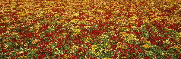 Agriculture - A field of commercially grown Nasturtiums  /  Lompoc, California, USA