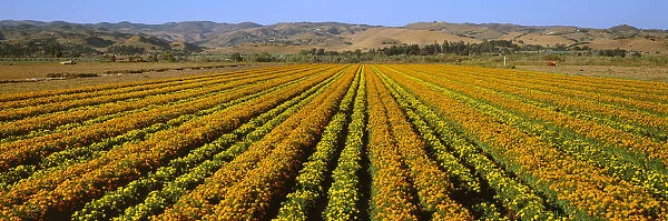 Agriculture - A Field Of Commercially Grown Marigold Flowers  /  Lompoc, California, Usa