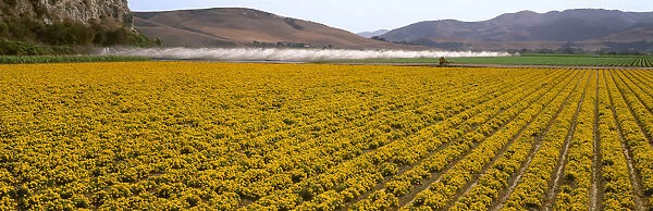 Agriculture - A Field Of Commercially Grown Marigold Flowers With Vegetable Crops In The Background  /  Lompoc, California, Usa
