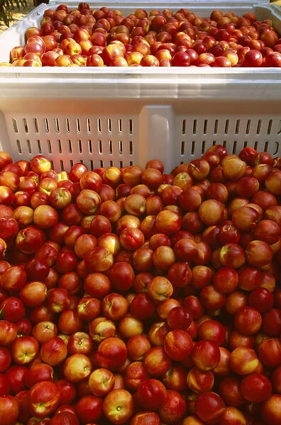 Agriculture - Freshly harvested ripe nectarines in field bins  /  San Joaquin Valley, California, USA