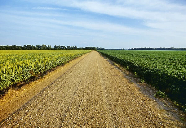 Agriculture - A gravel country road passes between fields of grain sorghum (l) and soybeans (r) in morning light  /  Tennessee, USA