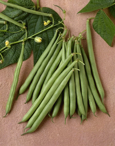 Agriculture - Green Beans On Stone; Rhapsody Variety, Studio