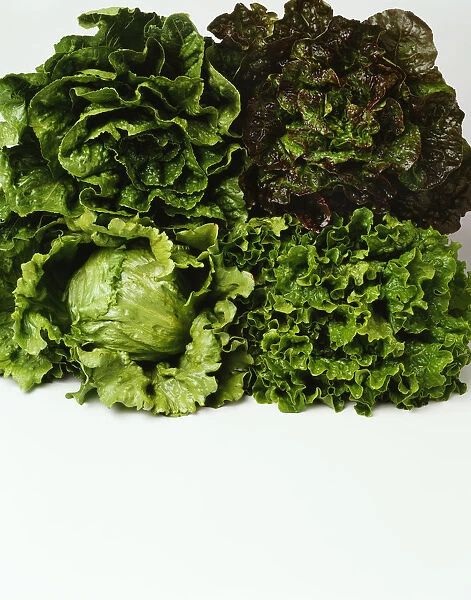 Agriculture - Heads of Romaine, red leaf, Iceberg and green leaf lettuce bunched together on white, studio