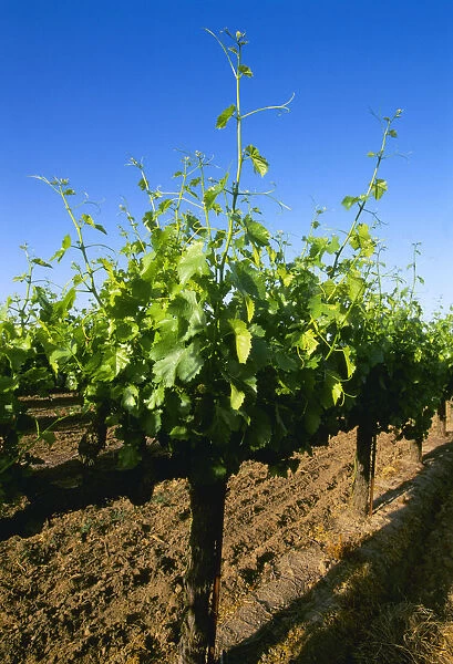Agriculture - Late spring foliage growth on wine grape vines  /  Oakdale, California, USA