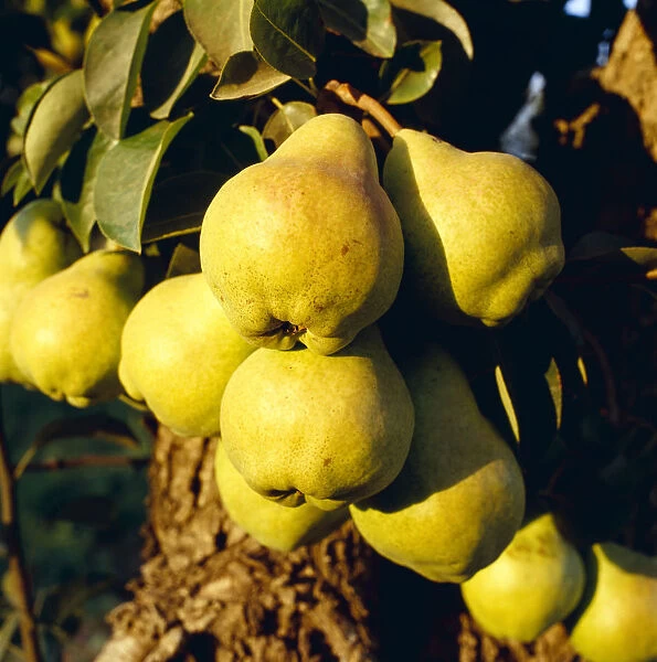Agriculture - Mature Bartlett pears on the tree in late afternoon light  /  Brentwood, California, USA
