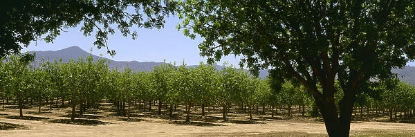 Agriculture - Pistachio orchard early in the growing season  /  Bowie, Arizona, USA