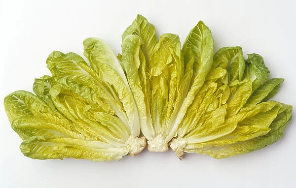 Agriculture - Romaine lettuce hearts fanned out on a white surface, studio