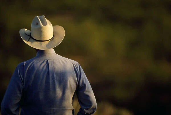 Agriculture - View of a cowboy from behind  /  Cee Vee, Texas, USA