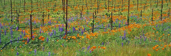 Agriculture - Wine grape vineyard in Spring showing early foliage with poppies and lupines growing in the row middles  /  Santa Barbara County, California, USA