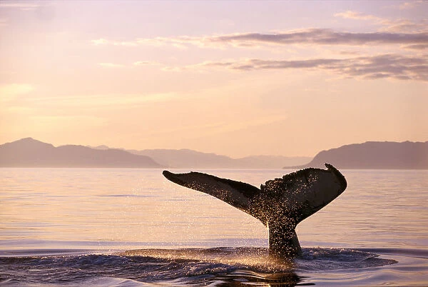 Alaska, Frederick Sound, Humpback Whale (Megaptera Novaeangliae) Fluke At Sunset B1988