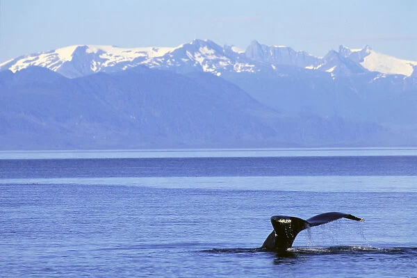 Alaska, Frederick Sound, Humpback Whale (Megaptera Novaeangliae) Fluke With Snowcapped Mountains Background