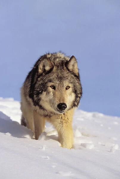 Alaska, Gray Wolf Stalking Prey In Deep Winter Snow