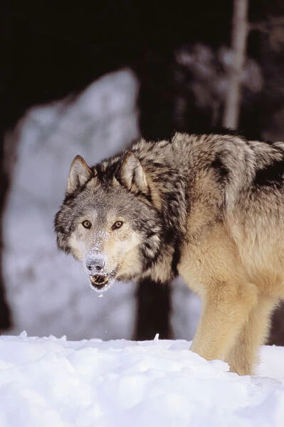 Alaska, Gray Wolf Stalking Prey In Deep Winter Snow