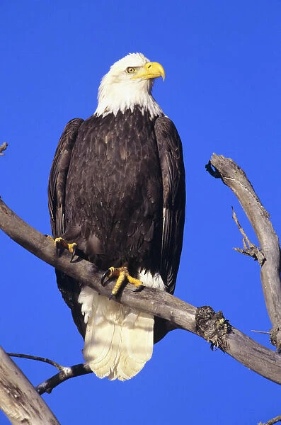Alaska, Haines Bald Eagle Reserve, Bald Eagle (Haliaeetus Leucocephalus) Perched On A Branch