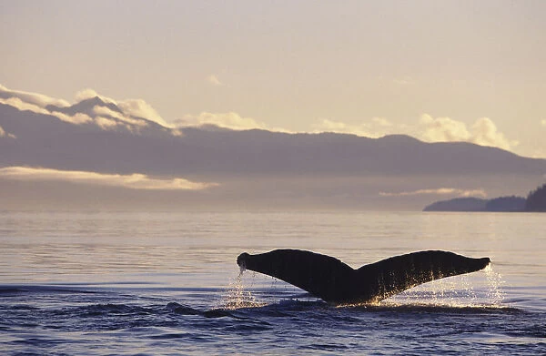 Alaska, Inside Passage, Humpback Whale (Megaptera Novaeangliae) Tail Fluke In Late Afternoon