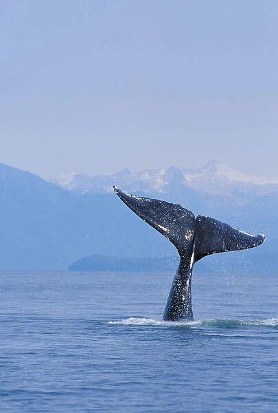 Alaska, Inside Passage, Tongass National Forest, Fluke Of A Humpback Whale