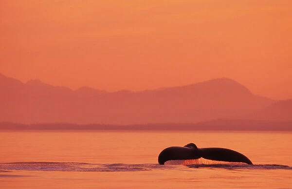 Alaska, Inside Passage, Tongass National Forest, Fluke Of A Humpback Whale At Sunset