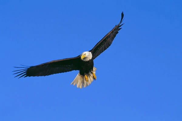 Alaska, Inside Passage, View Of A Bald Eagle In Flight, Hunting