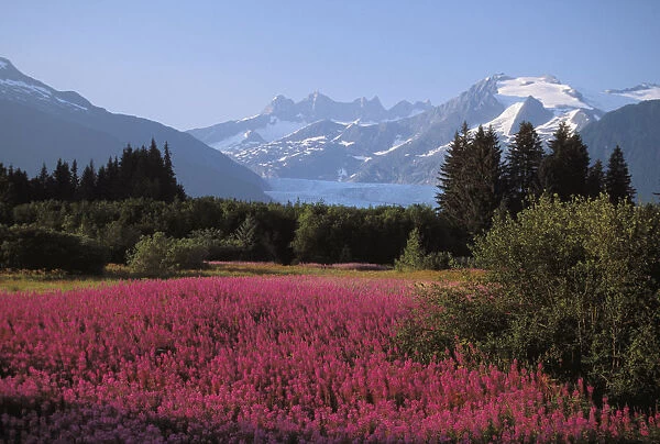 Alaska, Juneau, Mendenhall Valley, Tongass National Forest, Field Of Fireweed