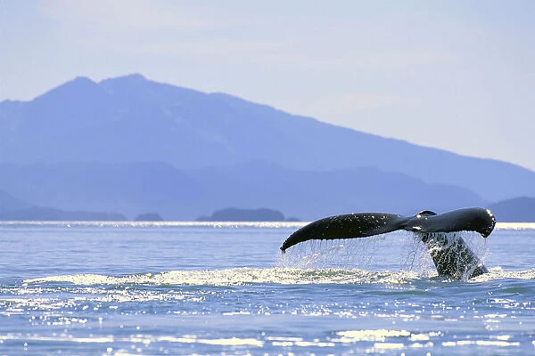 Alaska, North Pass, Humpback Whale (Megaptera Novaeangliae) Flukes