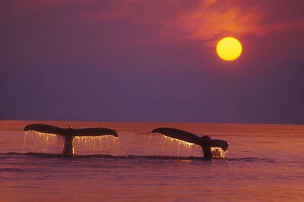 Alaska, Panhandle, Inside Passage. 2 Humpback Whales Fluke By A Fiery Sunset