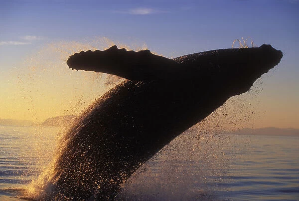 Alaska, Panhandle, Inside Passage, Humpback Whale Breaching At Sunset